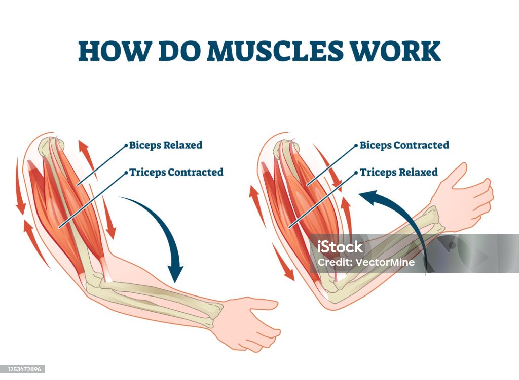 Working principle of the human muscle