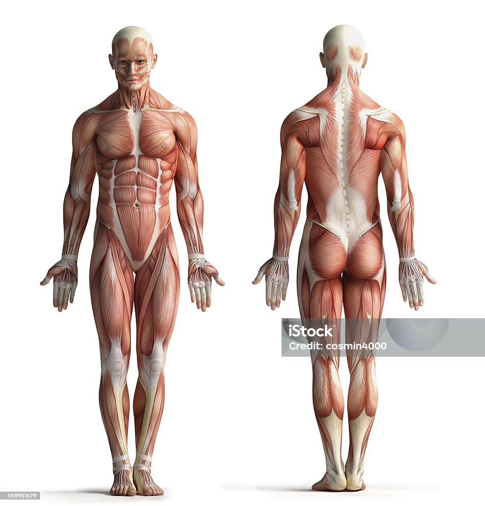 Male muscle anatomy view