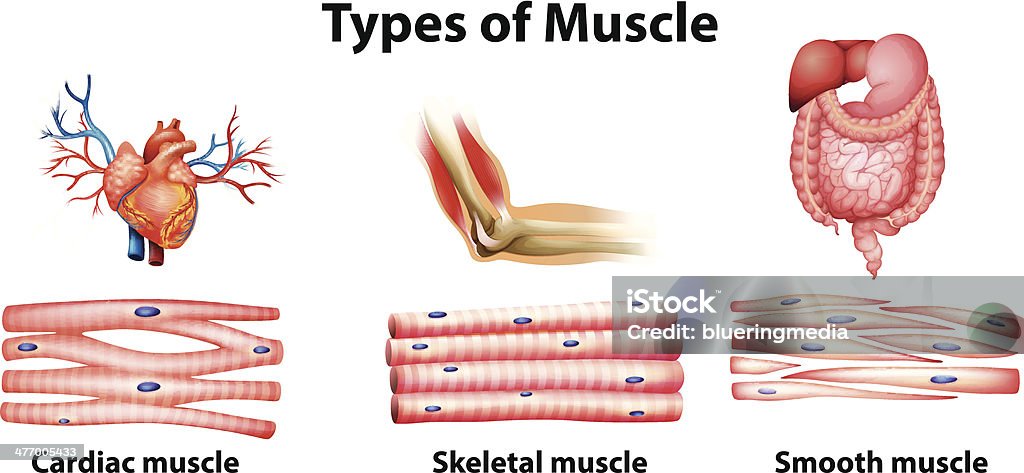 Types of muscle