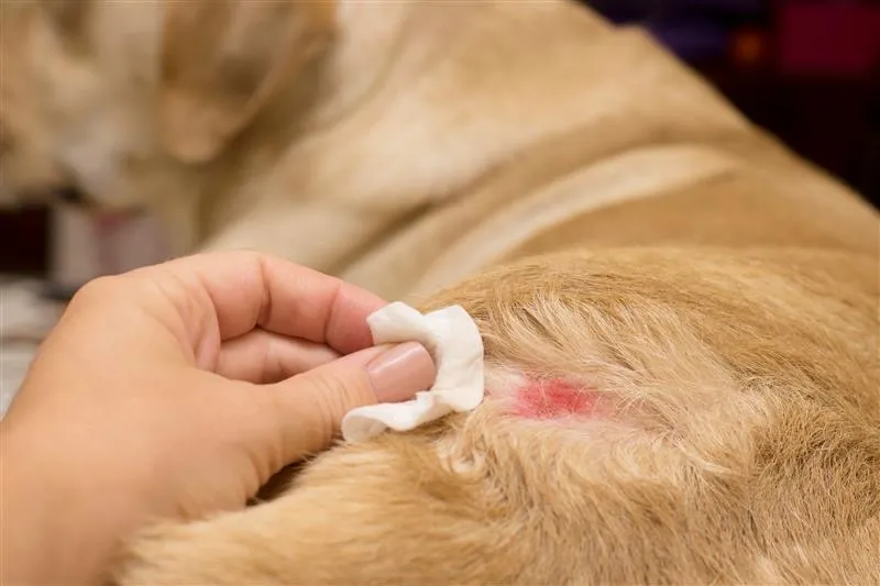 What is the Best Anti-Itch Medicine for Dogs? There are anti-itch meds for dogs and they can help with itching from allergies, infections or skin issues.If your dog is itching, you need to figure out why. Common reasons include flea bites, dry skin, food or environmental allergies and infections. There are different types of anti-itch treatments out there including creams, sprays, oral meds and medicated shampoos. The time it takes for your dog to feel better depends on the cause of the itching and the treatment. Some dogs will start feeling better in a few days, others will take a couple of weeks. Always consult with a vet to make sure you’re using the right medicine for your dog and the underlying cause of the itching. You can buy anti-itch meds for dogs at pet stores, veterinary clinics and online at Amazon. Some local pharmacies also carry meds for pets. Always follow the instructions for application or administration to get the best results and avoid side effects. If the itching doesn’t go away or gets worse, you should visit a vet as there may be a more serious issue with your dog. Common Reasons for Itching in Dogs Itching is your dog’s way of telling you something’s wrong. Figuring out the cause can help you find the right treatment. Let’s look at the common reasons: 1. Fleas and Ticks Fleas are one of the most common reasons dogs itch. If your dog has fleas, you’ll see small black spots (flea dirt) on their fur, especially around the tail area. Ticks can also cause irritation and itching. These pests are hard to spot but can make your dog scratch or bite their skin sometimes resulting in scabs or hair loss. Flea infestations can be treated with flea preventatives like tablets, topical meds and collars. 2. Allergies Your dog could be itching due to allergies which fall into two main categories: Environmental Allergies: Things like pollen, dust mites, mold or certain plants can make your dog’s skin itch. Food Allergies: Less common than environmental allergies but dogs can be allergic to certain food ingredients like beef, chicken or grains. If you think allergies might be the culprit, keep track of when the scratching occurs. Does it happen after walks or when eating specific foods? That will give you a clue. 3. Hormones Hormones affect your dog’s skin. If your dog has a thyroid problem it can cause hair loss or skin infections that lead to itching. Hormonal imbalances can cause dry skin, flaky patches or thinning fur. 4. Anxiety and Stress Dogs that are anxious will scratch or chew their paws. This is not an itch problem but a way your dog is coping with stress. Sometimes it happens when they’re left alone for hours or there’s a lot of noise or change in their environment. 5. Pain or Injuries Dogs scratch because of pain from an injury or underlying condition like arthritis. They may focus on licking or chewing a specific spot to relieve discomfort. Knowing the cause is key because the best flea medicine won’t help with an allergy or pain. What is the Best Anti-Itch Medicine for Dogs? Now that we know what causes the itching, let’s talk about the medicines that will help with the relief. There are several options based on what’s causing your dog’s itching. 1. Apoquel (Best for Chronic Itching) Apoquel is a popular and highly recommended medication for dogs with chronic itching especially due to allergies. It works by blocking the signals in your dog’s brain that make them scratch. It can give your dog instant relief from itching and inflammation. Most dogs tolerate Apoquel well with minimal side effects. Good for long term use but always check with your vet to see if it’s right for your dog. 2. Cytopoint (Long Lasting Relief) Cytopoint is another option for dogs with allergies or chronic itching. Unlike Apoquel, Cytopoint is an injectable medication. It works by stopping the itching signals. This injection lasts for several weeks, so less frequent treatments and long term relief. Many dogs with ongoing itchy skin respond well to this treatment. 3. Flea and Tick Treatments (NexGard and Bravecto) If fleas or ticks are the cause of the itching, products like NexGard and Bravecto are great options. These chewable tablets kill fleas fast, give your dog relief. They can also be used to treat ticks and prevent future infestations. If your dog doesn’t like pills you can choose topical treatments, like spot-on treatments, to apply to your dog’s skin. 4. Medicated Shampoos If your dog’s itching is mild or caused by a temporary irritation, medicated shampoos can help. Shampoos with oatmeal, aloe vera or anti-itch ingredients like chlorhexidine can help relieve itching and calm your dog’s skin. It’s a gentle option and can be part of your regular grooming routine. Regular baths with mild, soothing shampoos can also wash away dirt, pollen and other allergens. 5. Steroids For more serious itching, your vet may recommend steroids. They work fast to reduce inflammation and itching. But steroids have side effects, like increased hunger or thirst, and should only be used as a last resort or under strict vet supervision. 6. Antihistamines Over the counter antihistamines, like Benadryl, can also help with itching from allergies. These are good for mild allergies, but you should consult with your vet first to make sure you’re using the right dose and to rule out interactions with other meds. Antihistamines are good if your dog’s itching is environmental allergy related. How to Choose the Right Anti-Itch Treatment for Your Dog The right anti-itch medicine depends on what’s causing the scratching. Here’s how you can figure out which treatment is best for your dog: 1. Check for Fleas Fleas are a common cause of itching, so use a flea comb and check for fleas, flea dirt or ticks in your dog’s fur. If you find fleas, start your dog on a flea prevention like NexGard or Bravecto. 2. Look for Other Skin Changes Look at your dog’s skin for signs of irritation, redness or swelling. Are there bald spots or scabs? Is the itching constant or situational? If you see anything unusual, it’s a good idea to consult a vet. This will help the vet narrow down the cause and recommend the best treatment. 3. Visit the Vet Always consult with your vet before giving your dog any kind of medicine. Vets can diagnose and recommend flea treatments, allergy testing or prescription meds like Apoquel or Cytopoint if needed. And make sure the itching isn’t from something more serious like a bacterial infection or pain. How to Prevent Itching in Dogs Preventing itching will save you from dealing with all the scratching. Here’s how you can keep your dog’s skin healthy and itch free: 1. Flea and Tick Prevention Use flea and tick preventatives like NexGard or Seresto collars to keep them away. It’s better to stop fleas before they even start irritating your dog’s skin. 2. Regular Grooming and Baths Bathe your dog with a mild, soothing shampoo every few weeks to remove allergens like pollen or dust that might be causing irritation. Brush your dog regularly to remove loose fur and prevent flea infestations. 3. Clean Environment Wash your dog’s bedding and vacuum your house to get rid of allergens and fleas. Keeping your home and your dog’s living space clean will help with itchy skin. 4. Proper Food Make sure your dog is eating a balanced diet. Some food brands have ingredients that can cause allergies so switch to a high quality or limited ingredient diet if you think your dog has a food allergy. 5. Wipe Down After Walks If your dog is exposed to allergens like pollen on walks, consider wiping them down after, especially their paws, belly and face. When to Go to the Vet If your dog’s itching doesn’t get better or gets worse with at home treatments, it’s time to go to the vet. Scratching for more than a few days could mean a more serious problem like an infection or needs a stronger medication like Apoquel or Cytopoint. Ignoring the itching could lead to secondary infections or more severe allergic reactions. So if the itching lasts more than a few days, go to the vet. Natural Remedies for Itchy Dogs If you want to try natural remedies first, there are a few things you can try. However these may only give temporary relief and not solve the underlying problem: 1. Coconut Oil Coconut oil has anti-inflammatory and moisturizing properties. Apply to the itchy spots on your dog’s skin to calm the irritation. It’s a safe, natural way to soothe dry or irritated skin. 2. Aloe Vera Pure aloe vera gel is great for cooling down your dog’s skin and reducing inflammation. Apply directly to the affected areas to get relief from itching. 3. Chamomile Tea Chamomile tea can calm irritated skin. Brew it, let it cool and spray it onto your dog’s itchy areas to reduce itching and inflammation. These remedies are good for mild cases but if it’s severe, always go to the vet. Early Treatment is Key Ignoring itching can lead to long term skin issues like infections, hair loss or worsening stress for your dog. The sooner you address your dog’s discomfort the better chance you have of resolving the issue quickly and preventing complications. Conclusion So what is the best anti-itch medicine for dogs? It depends on what’s causing the itching. Apoquel and Cytopoint are good for long term relief from allergies, NexGard and Bravecto for flea issues, medicated shampoos and steroids for temporary relief and natural remedies may work too. Always go to the vet for a proper diagnosis and treatment plan especially for chronic or severe itching. Prevention, regular grooming and using the right treatments will keep your dog itch free and happy. FAQs What else can cause itching in dogs besides fleas? Besides fleas, itching in dogs can be caused by several other things. Common culprits include allergies (environmental or food), dry skin, skin infections (fungal or bacterial), and contact irritants like shampoos or detergents. Hormonal imbalances or parasites like mites or ticks can also cause itching. How do I know if my dog has a food allergy causing itching? Food allergies cause itching, especially around the face, ears, paws or bottom. Signs may include chronic ear infections, paw licking, red or inflamed skin and gastrointestinal issues like vomiting or diarrhea. A food allergy is usually diagnosed through an elimination diet or by a vet. Are there long term side effects of Apoquel for dogs? Apoquel is used to treat itching but long term use can cause side effects such as increased risk of infections, digestive issues or changes in liver function. It can also affect the immune system and may cause healing problems. Consult your vet for proper use and monitoring. What are the best flea treatments for dogs? Best flea treatments for dogs are topical treatments (like Frontline or Advantage), oral meds (Nexgard or Simparica), flea collars and flea shampoos. Your vet can advise the best treatment for your dog’s age, weight and health conditions. Can coconut oil help my dog’s skin irritation? Yes, coconut oil can help soothe your dog’s skin irritation. Its antibacterial and anti-inflammatory properties can calm itching and help wounds heal. Apply a small amount to the affected area but always monitor for allergic reactions. Start with a patch test on a small area of skin. When should I use a steroid for my dog’s itching? Steroids like prednisone are for severe or chronic itching that doesn’t improve with other treatments. But they’re usually used short term to avoid side effects. Consult your vet for advice on if and when steroid treatment is needed for your dog’s condition. How do I use topical anti-itch treatments? Topical anti-itch treatments (sprays or creams) should be applied directly to the affected skin areas. Clean the skin first to remove dirt and debris. Follow the product’s instructions and apply only to the areas your dog is scratching. Monitor for any reactions.